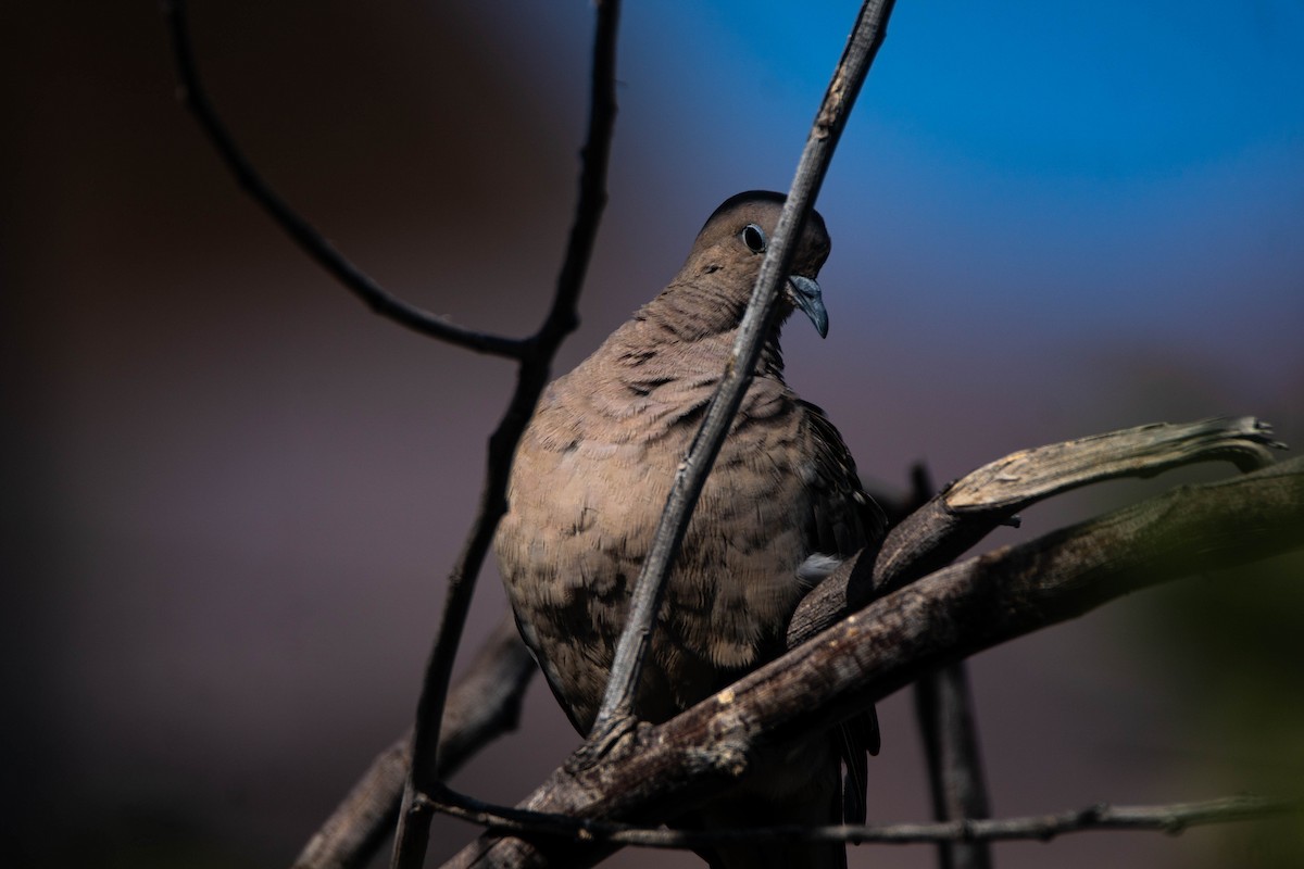 West Peruvian Dove - ML245531531