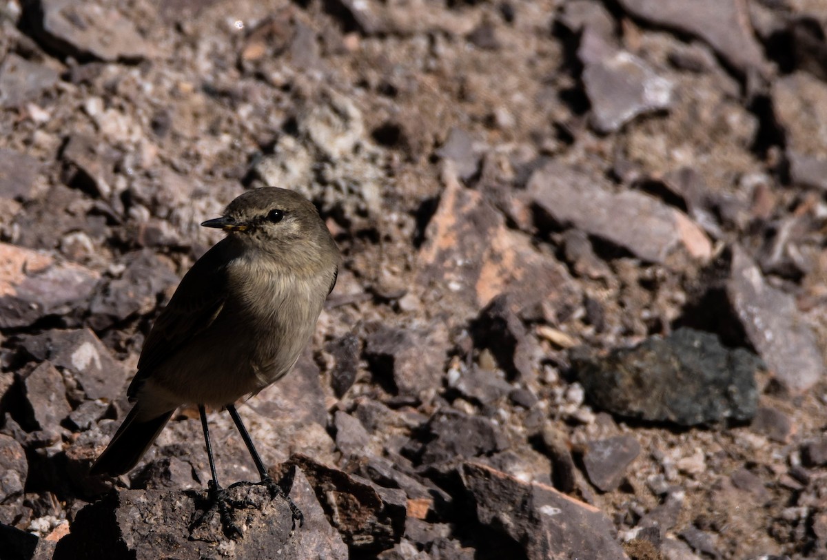 Spot-billed Ground-Tyrant - ML245531771