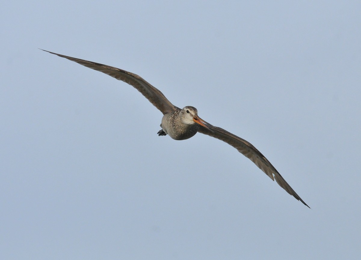 Marbled Godwit - ML245532221