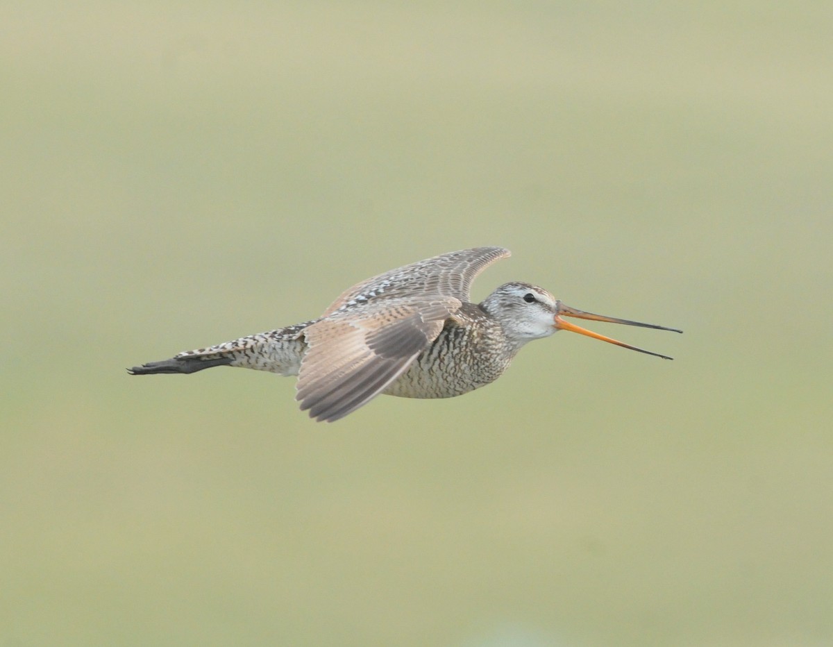 Marbled Godwit - ML245532241