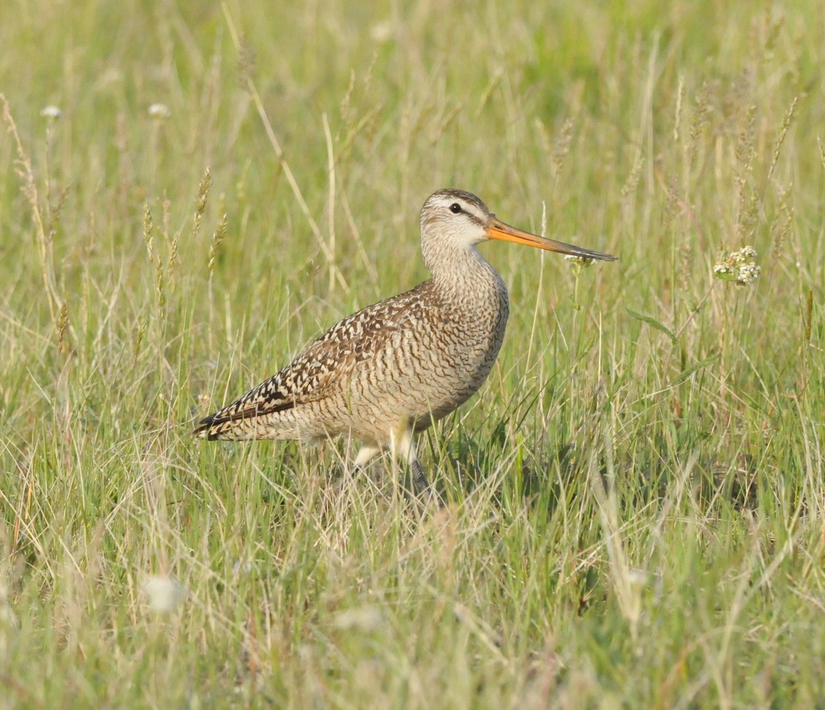 Marbled Godwit - ML245532251