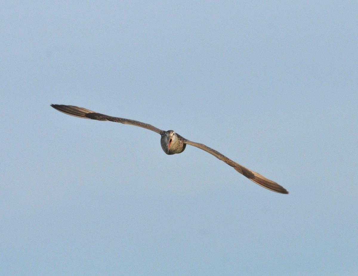 Marbled Godwit - ML245532261