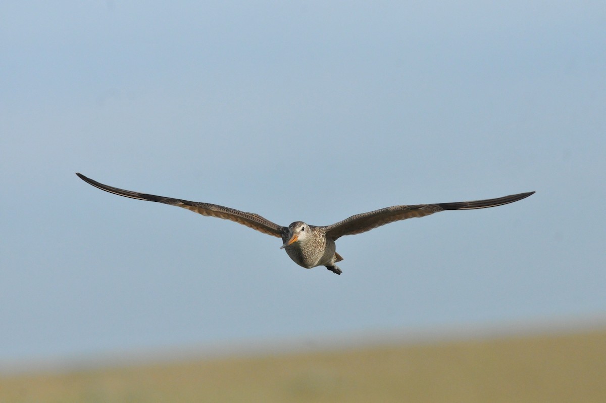 Marbled Godwit - ML245532271