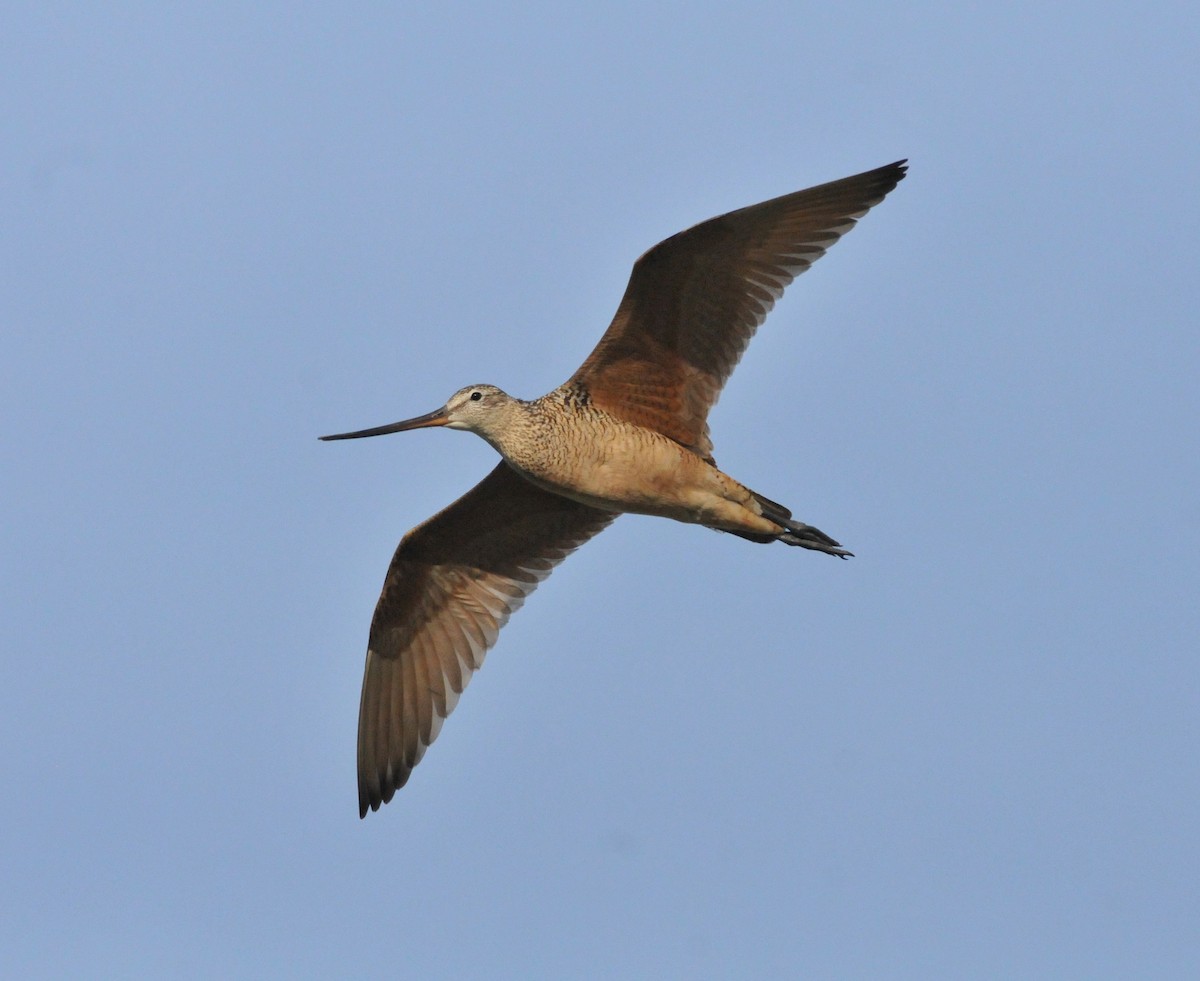 Marbled Godwit - ML245532281