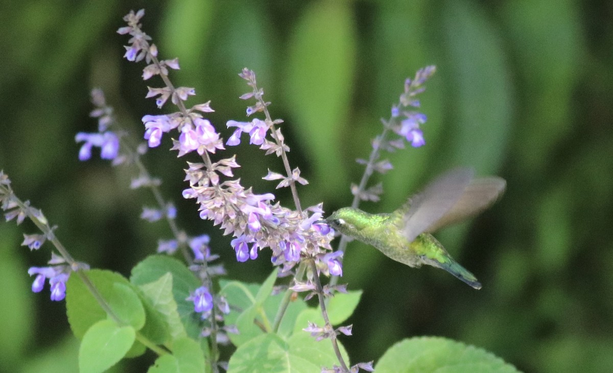 Emerald-chinned Hummingbird - ML245534361