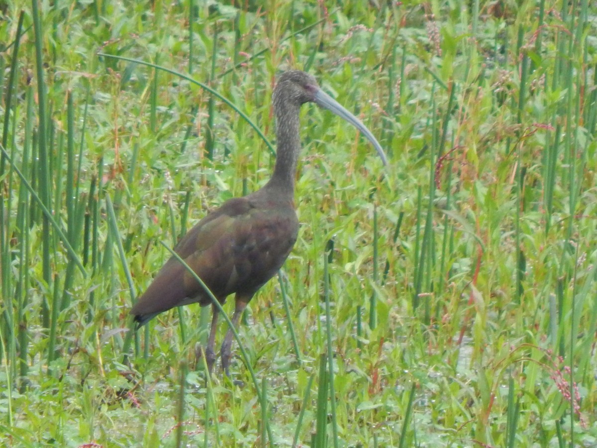 ibis americký - ML245534451