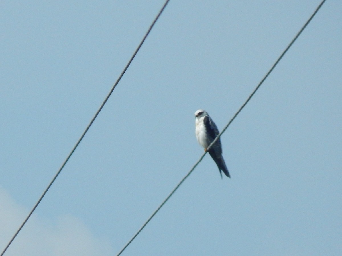 White-tailed Kite - ML245534521