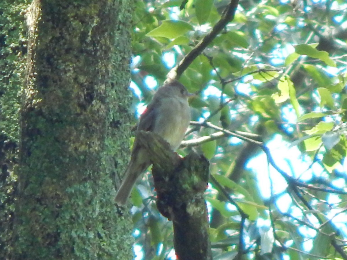 Greater Pewee - ML245534621