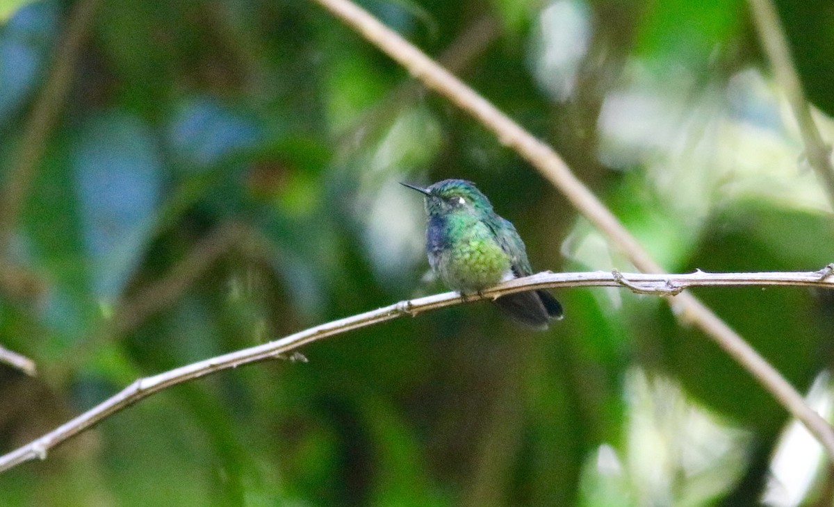 Colibrí de Abeillé - ML245534741