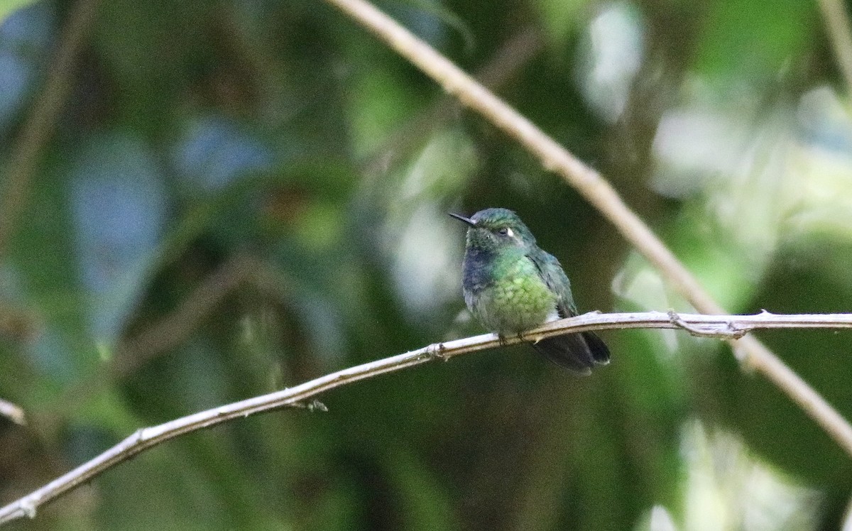 Colibrí de Abeillé - ML245534941