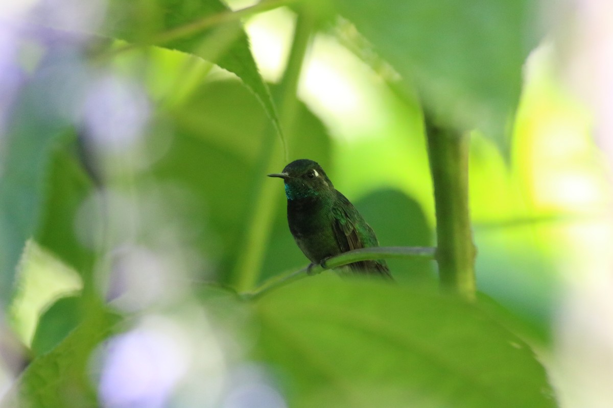 Colibri d'Abeillé - ML245535281