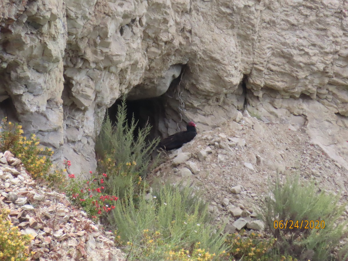 Turkey Vulture - ML245535481