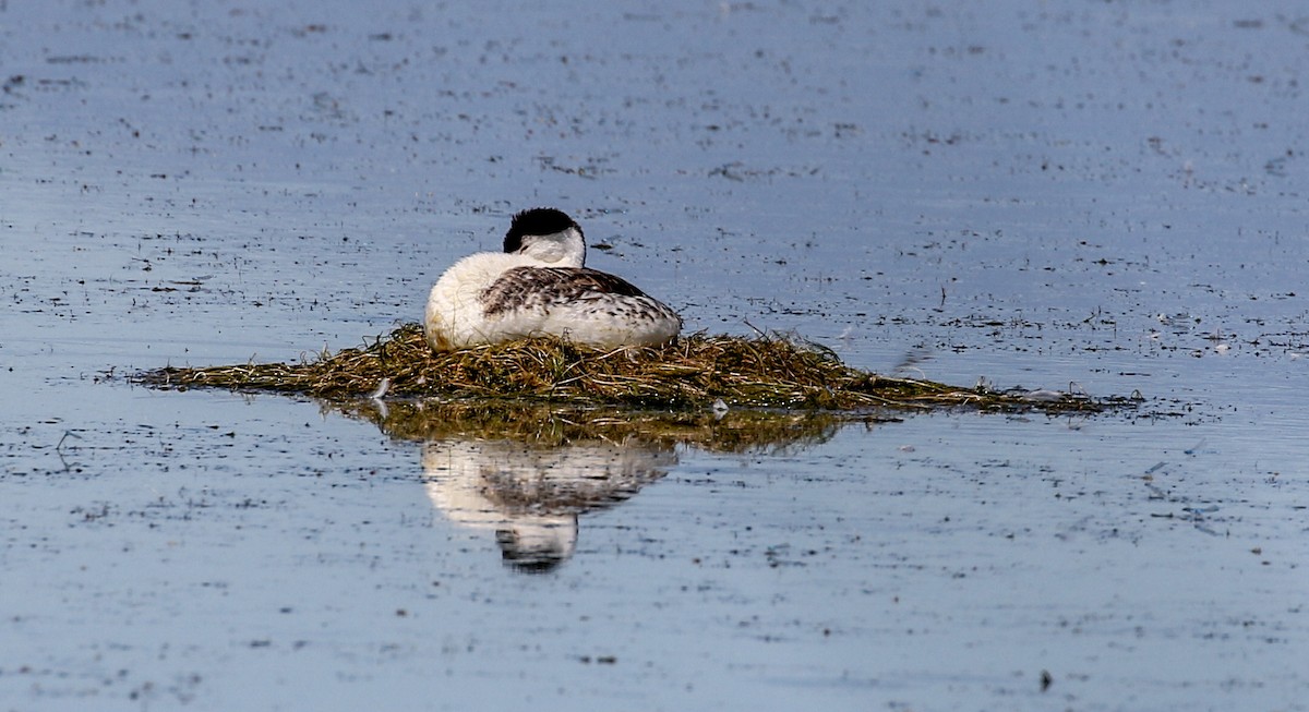 Clark's Grebe - ML245535871