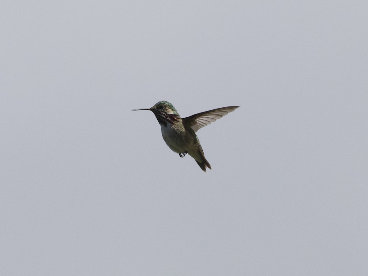 Calliope Hummingbird - ML245538231