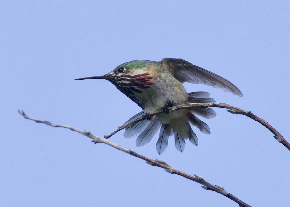 Calliope Hummingbird - ML245538251