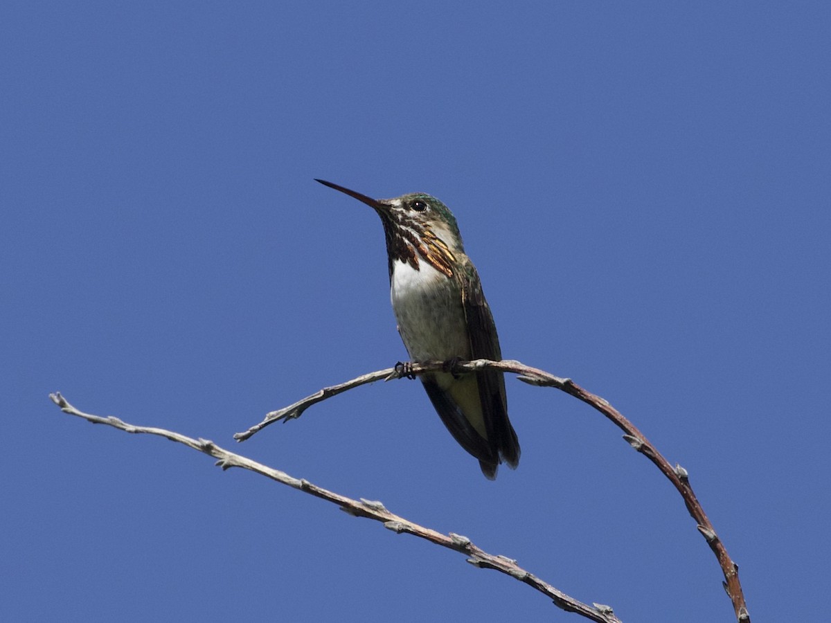 Calliope Hummingbird - ML245538261