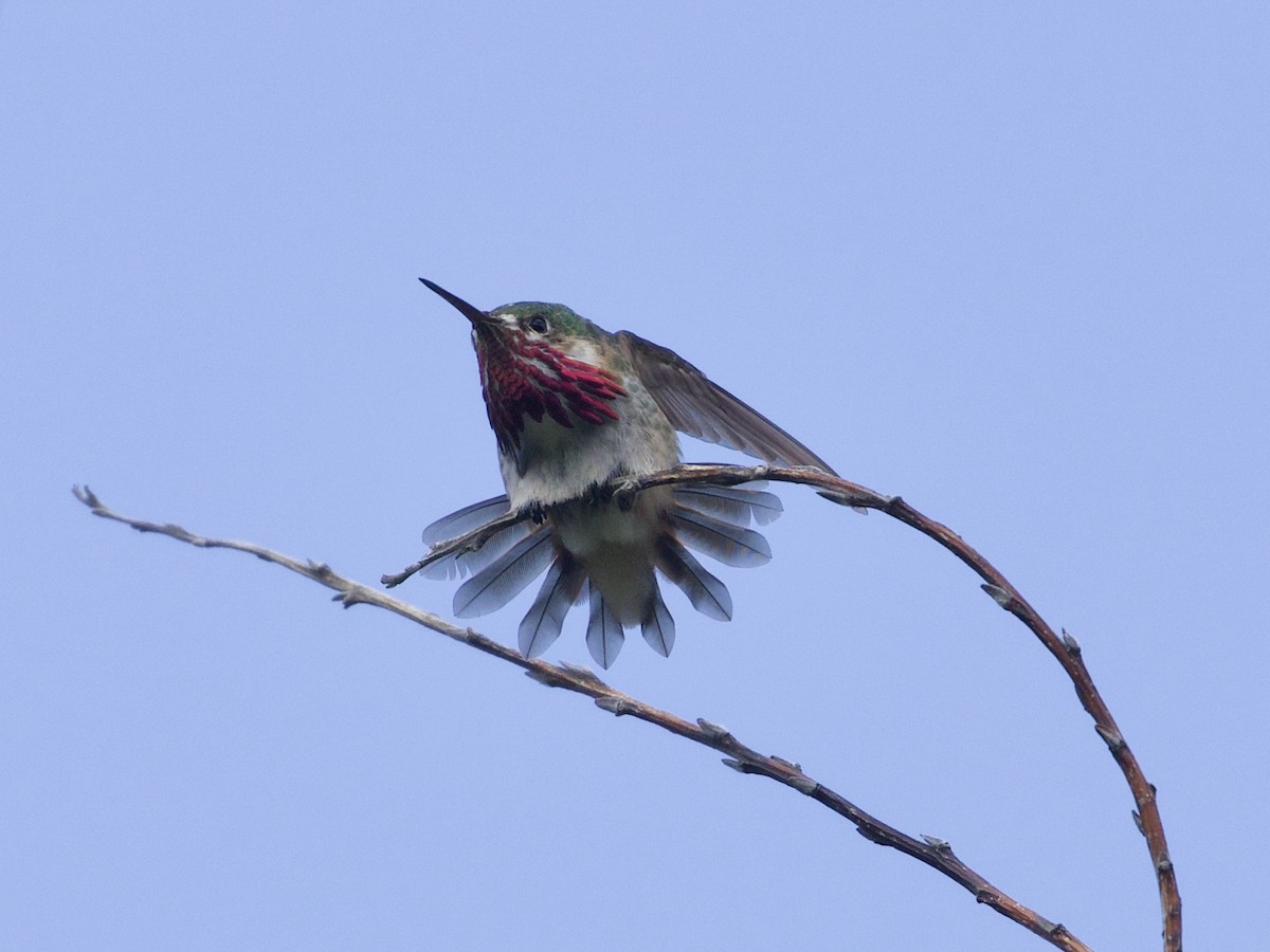 Calliope Hummingbird - ML245538271