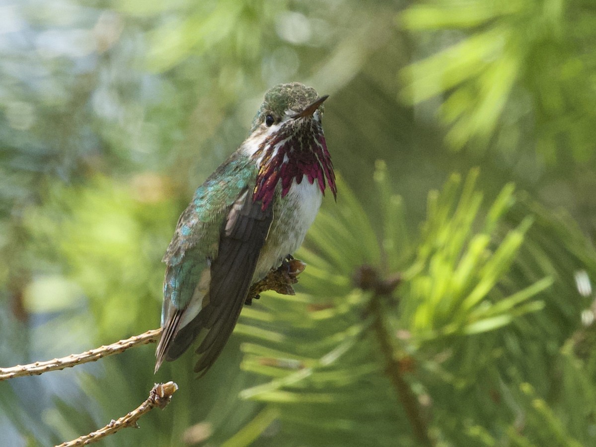 Calliope Hummingbird - ML245538281