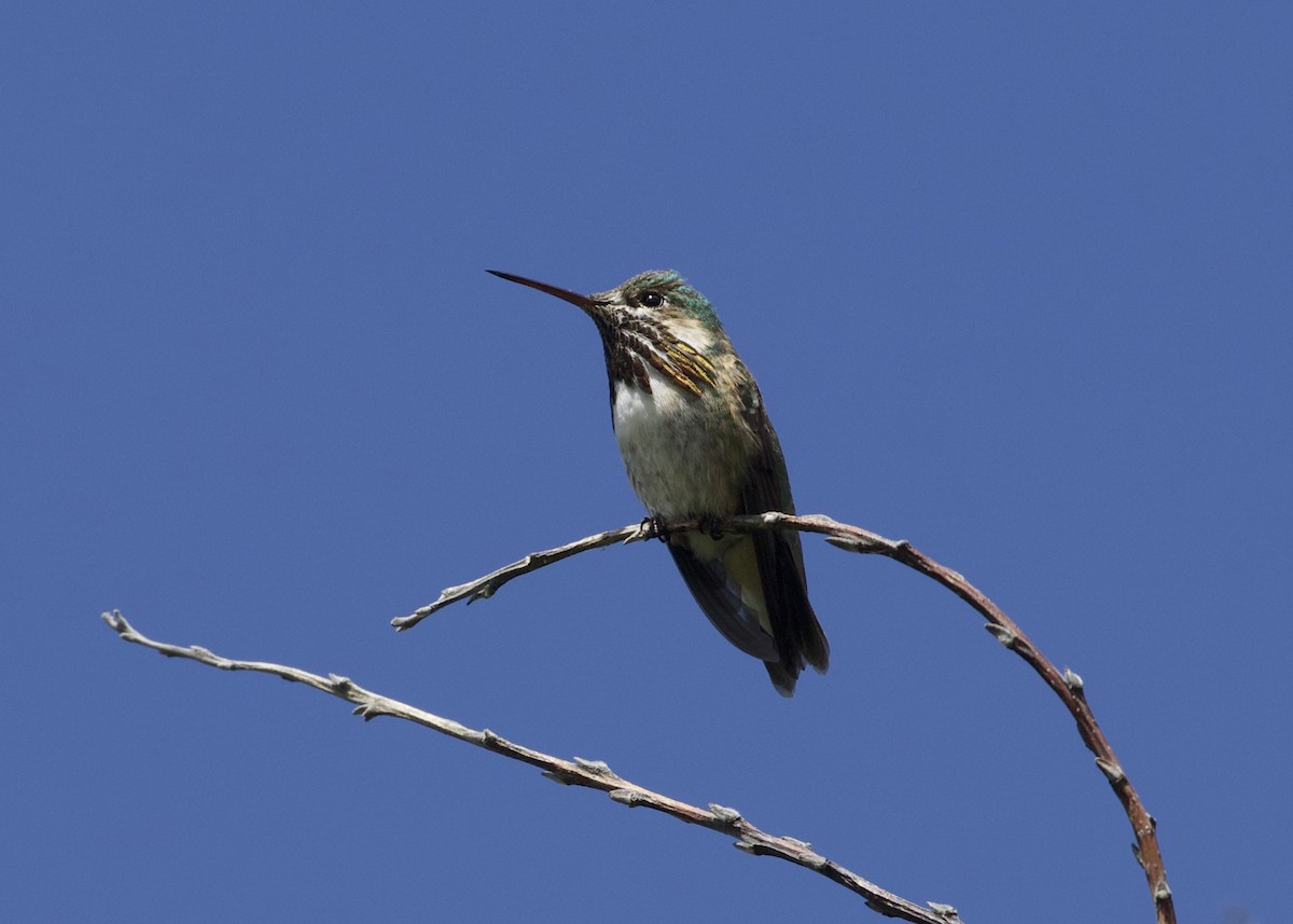 Calliope Hummingbird - ML245538291
