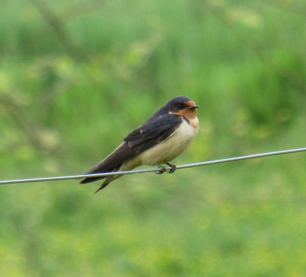 Barn Swallow - Adele Wilson
