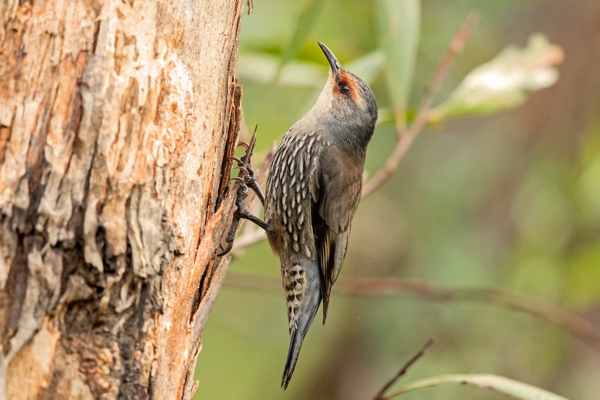 Red-browed Treecreeper - David Irving