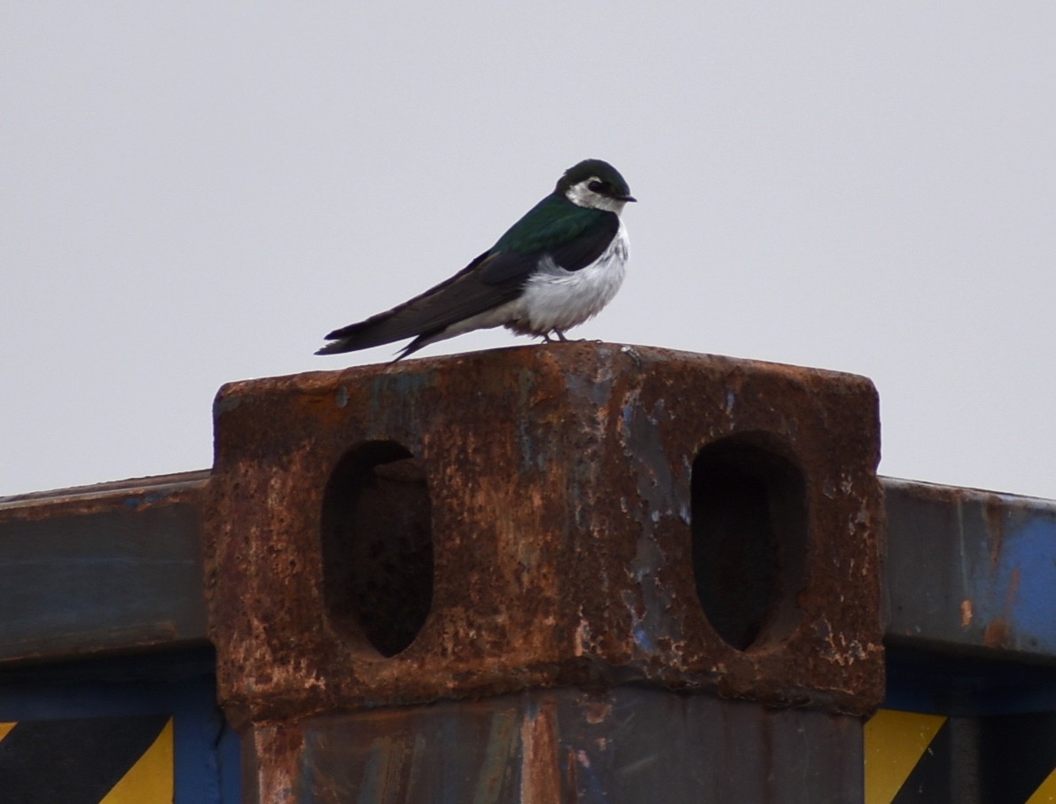 Violet-green Swallow - ML245541841