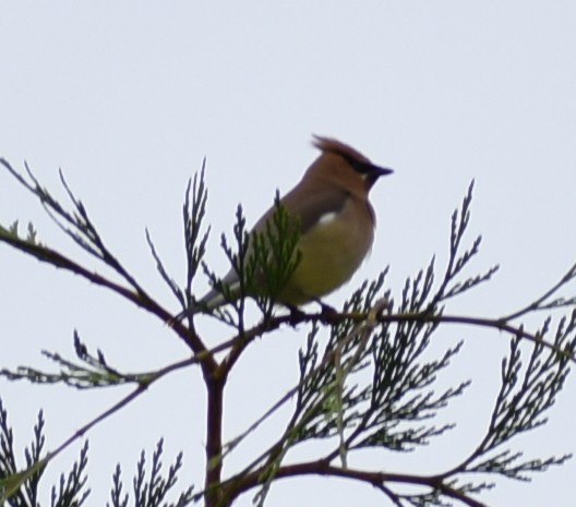 Cedar Waxwing - ML245541851