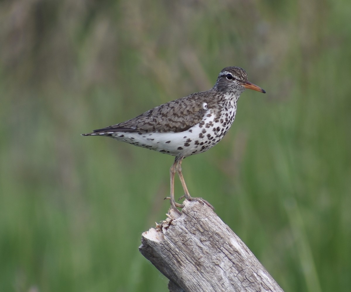 Spotted Sandpiper - ML245542031