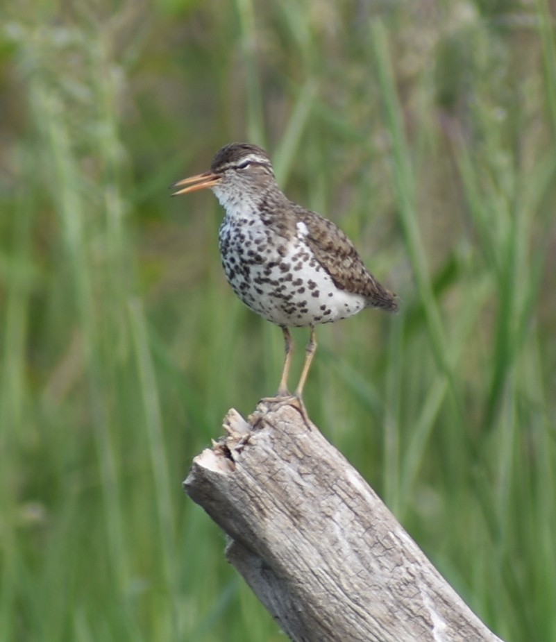 Spotted Sandpiper - ML245542051