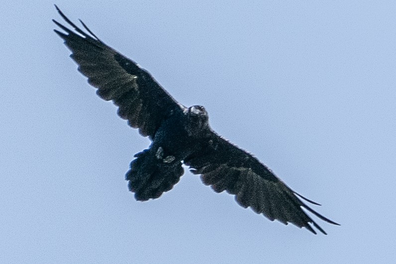 Common Raven - ML245544971
