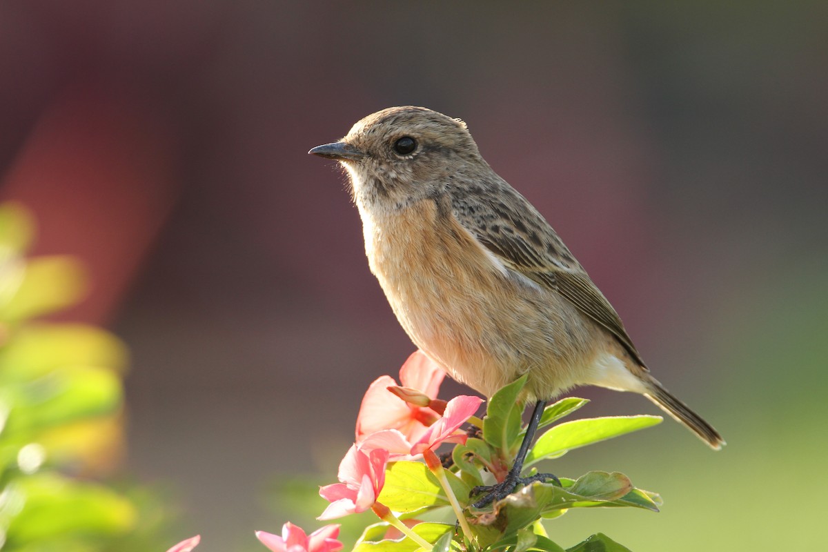 European Stonechat - ML245546031