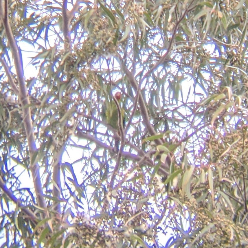 Swift Parrot - M Whitehead and S Vertucci