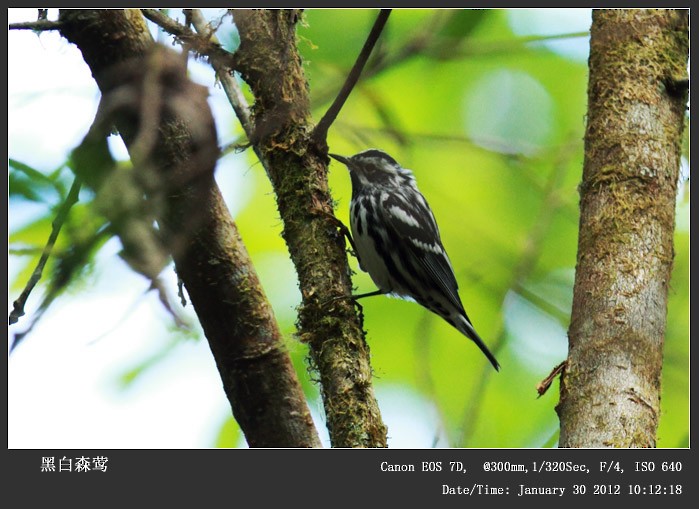 Black-and-white Warbler - Qiang Zeng