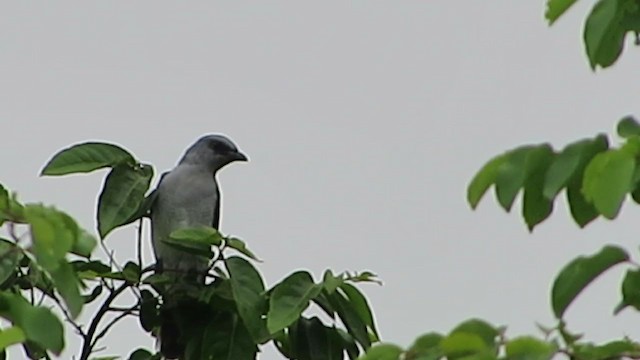 Large Cuckooshrike - ML245548621