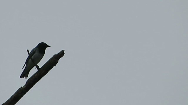 Black-headed Cuckooshrike - ML245548631