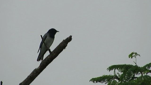 Black-headed Cuckooshrike - ML245548651