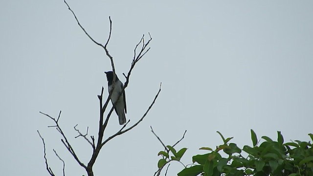 Black-headed Cuckooshrike - ML245548661