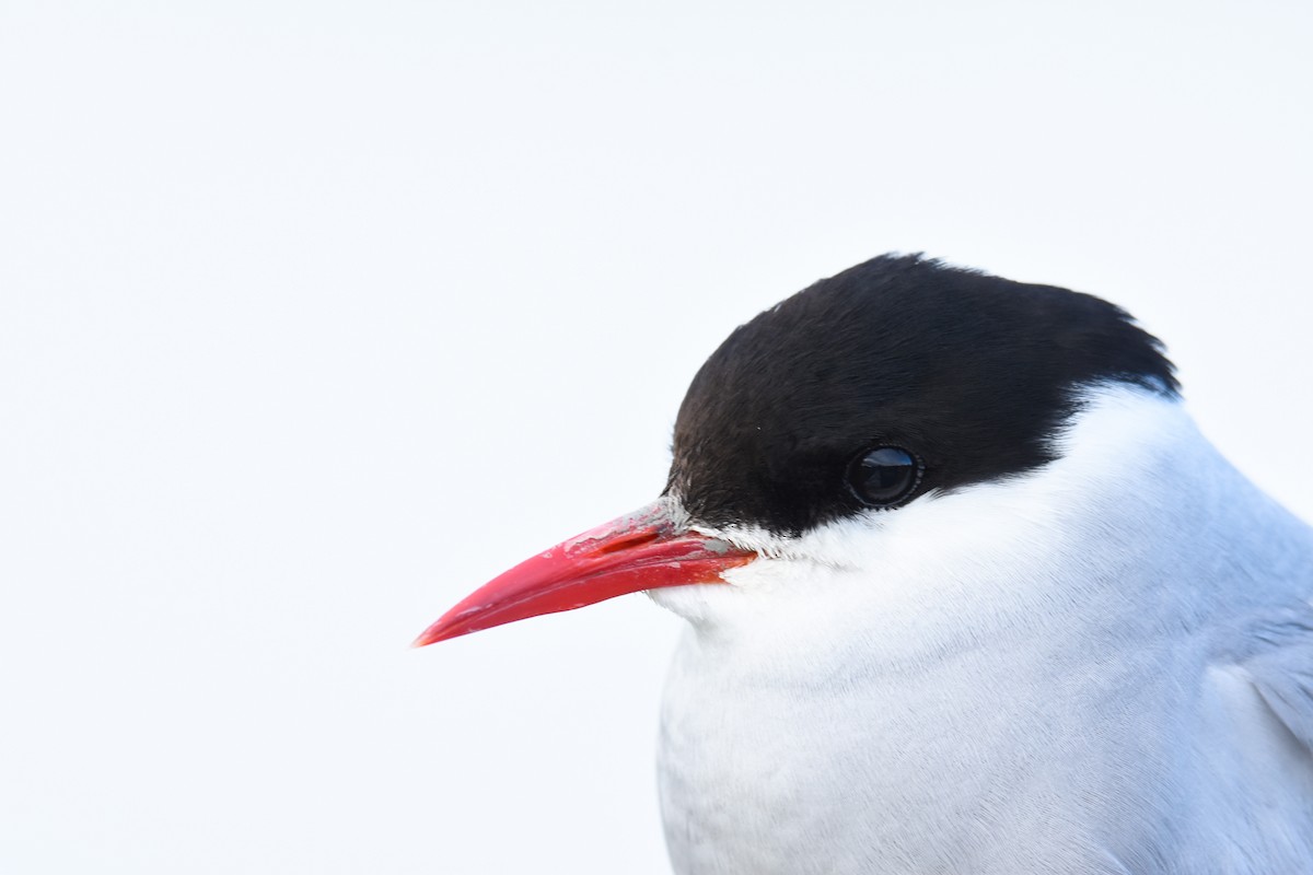 Arctic Tern - Andy Bankert