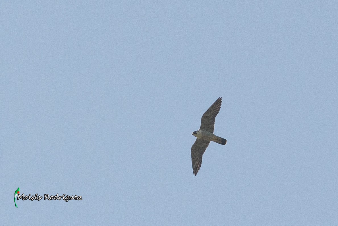 Peregrine Falcon - ML24555011