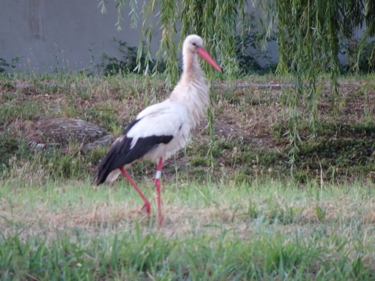 White Stork - ML245550701
