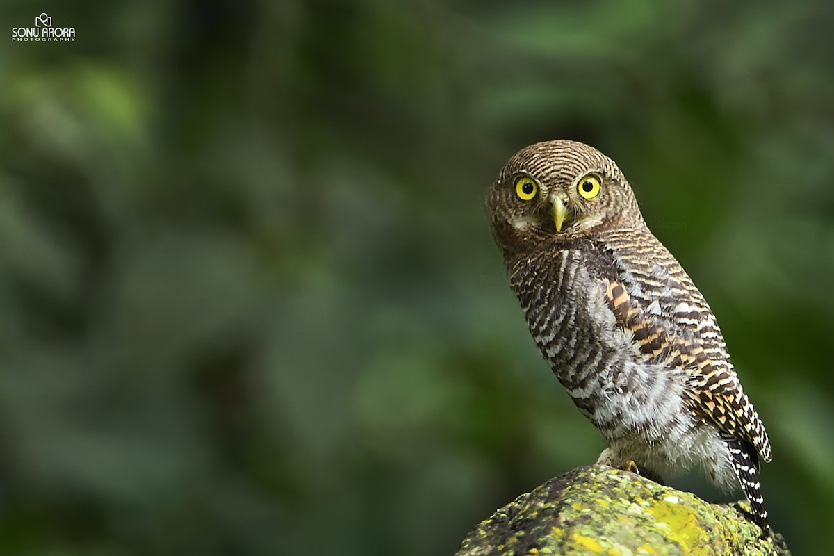 Jungle Owlet - ML245552651