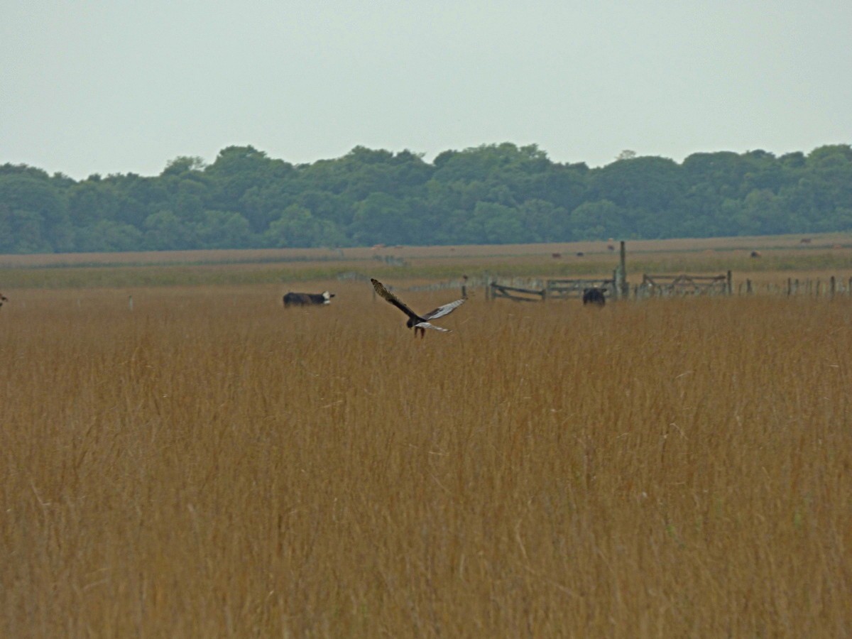 Long-winged Harrier - ML245554681