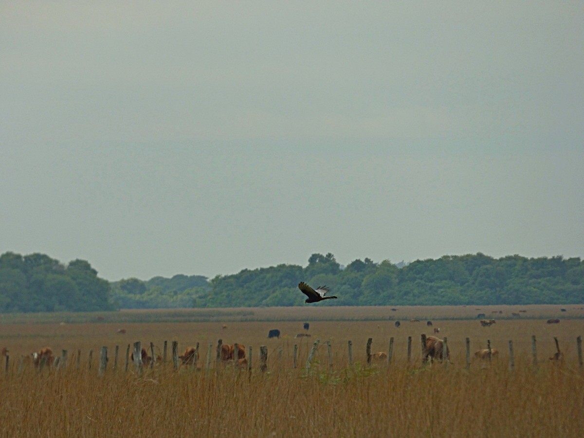 Long-winged Harrier - ML245554691