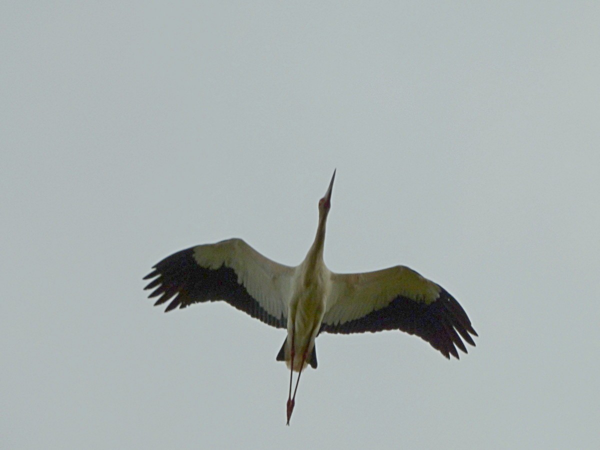 Maguari Stork - ML245554701