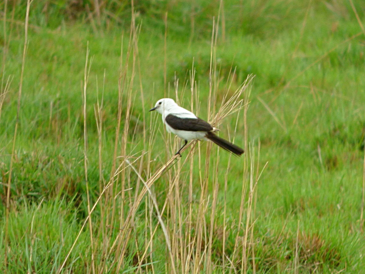 Black-and-white Monjita - ML245554771