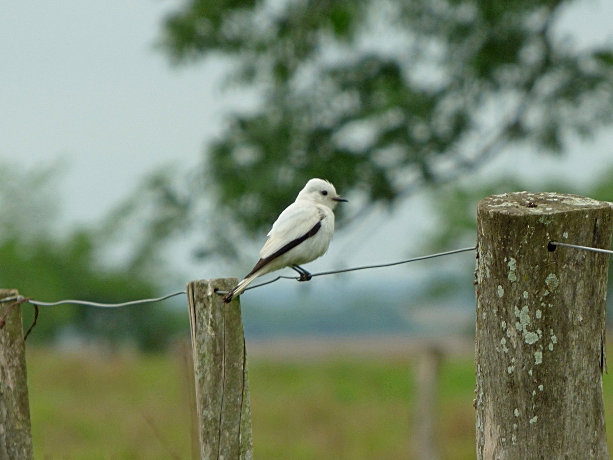 White Monjita - ML245554811