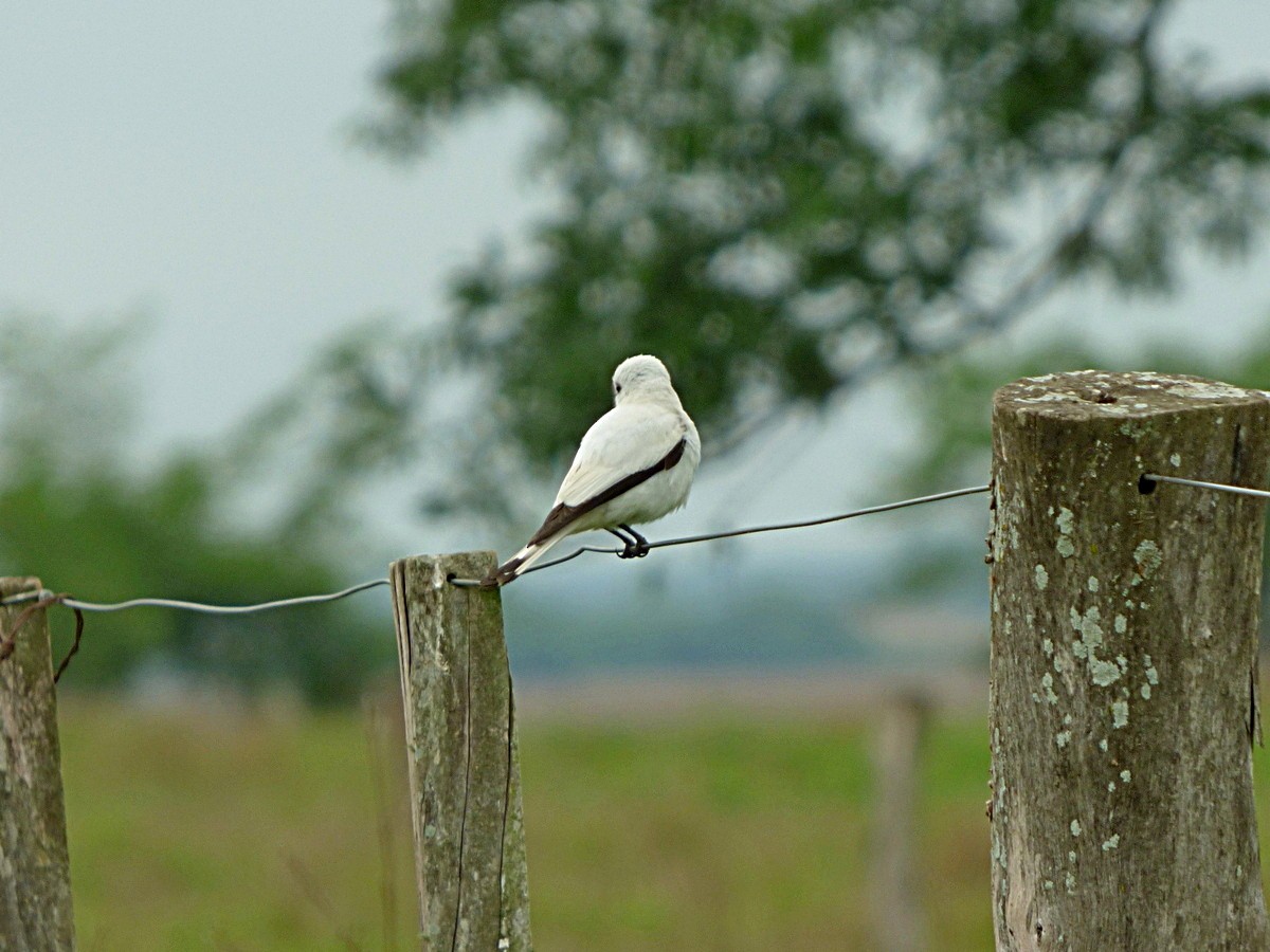 White Monjita - ML245554821