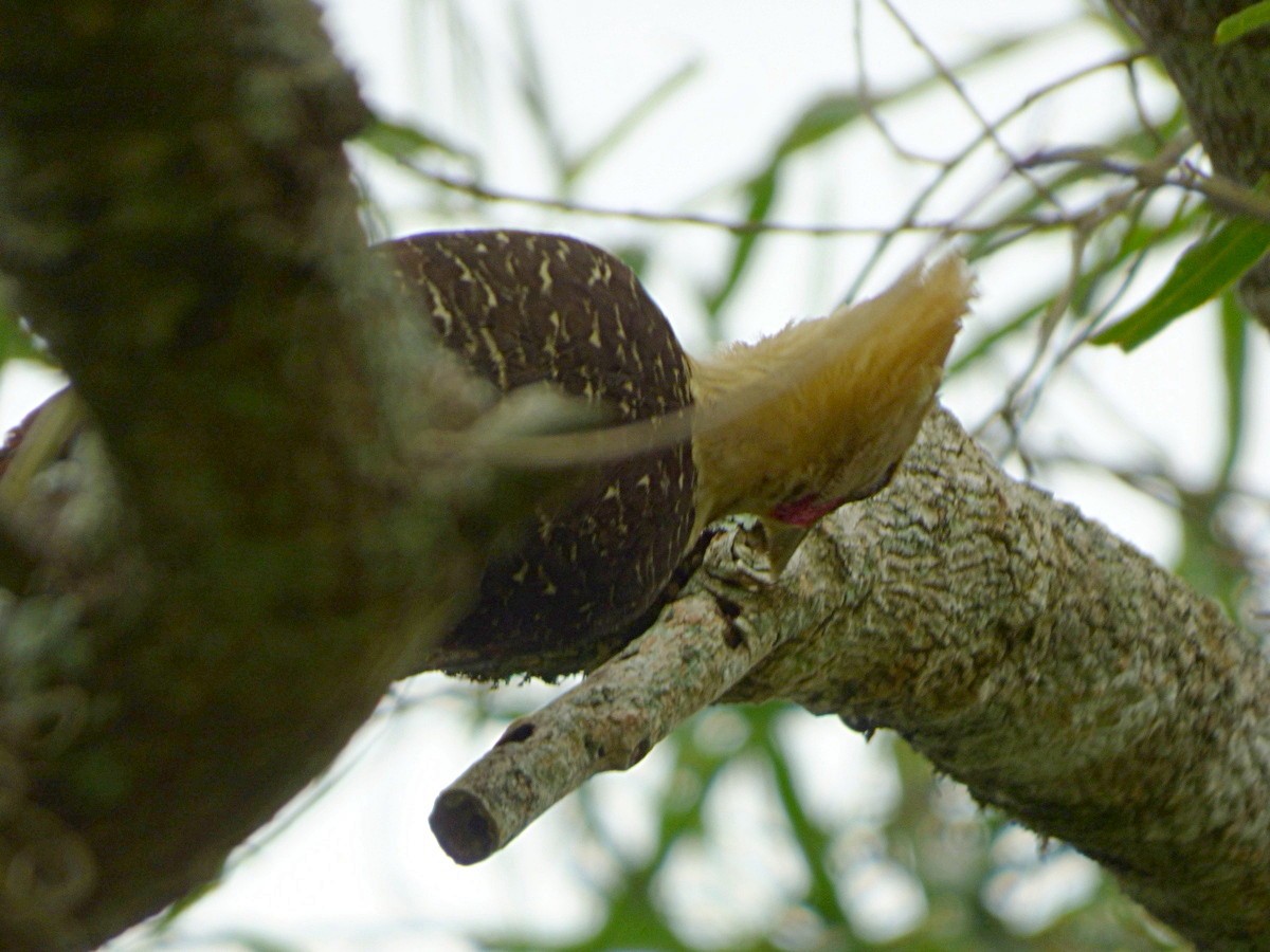 Pale-crested Woodpecker - ML245554871