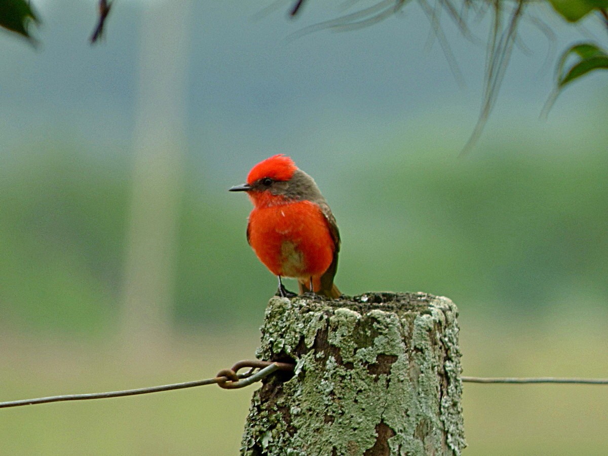 Vermilion Flycatcher - ML245554891