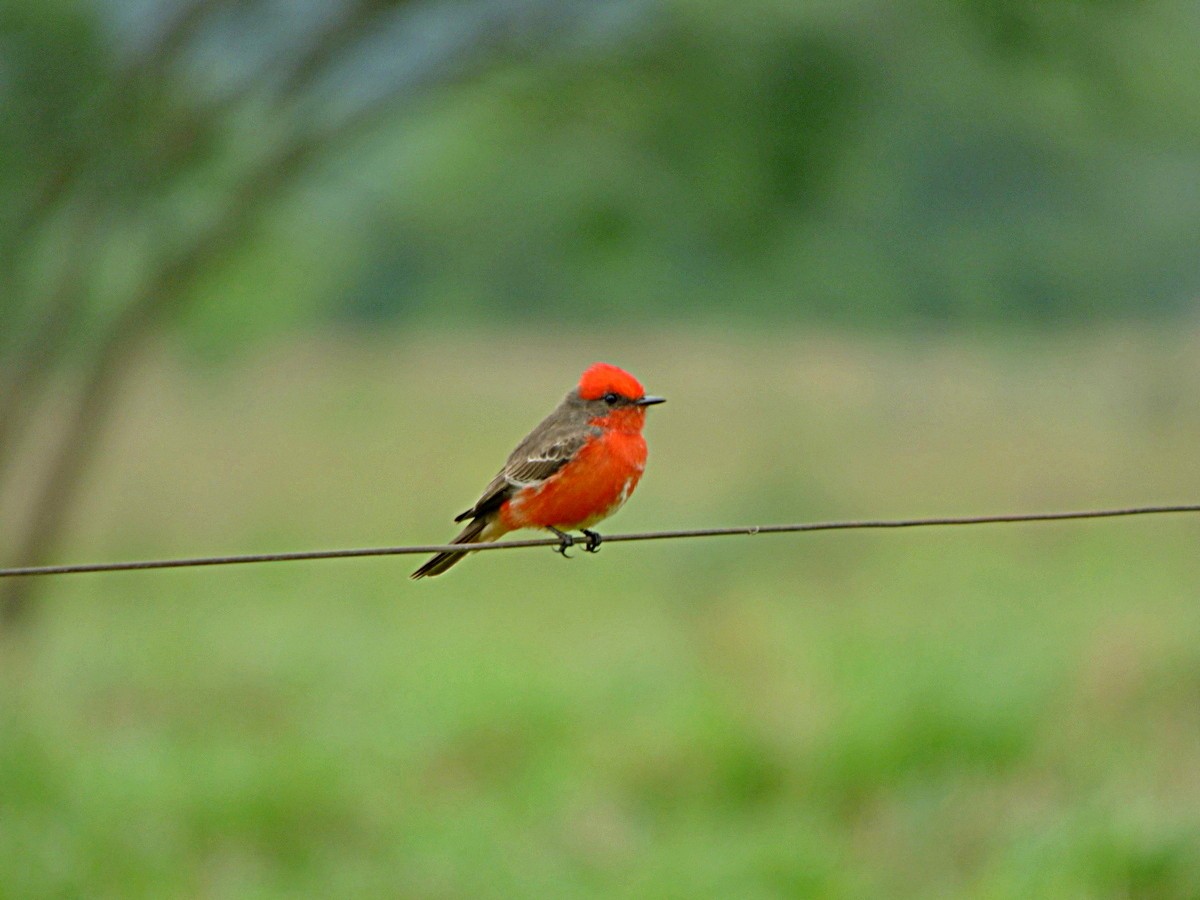 Vermilion Flycatcher - ML245554901